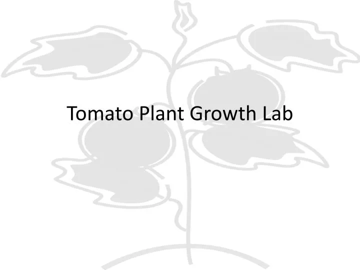 tomato plant growth lab