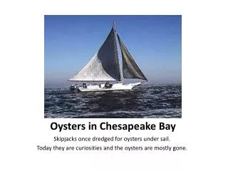 Oysters in Chesapeake Bay