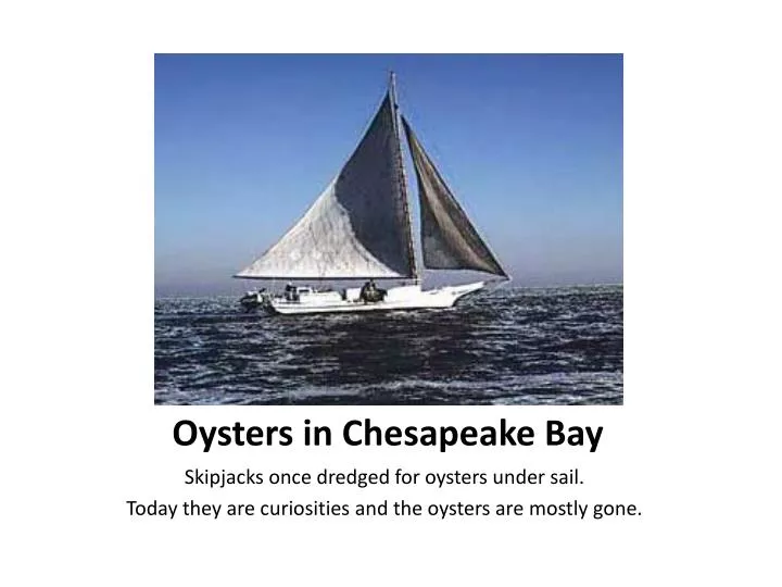 oysters in chesapeake bay