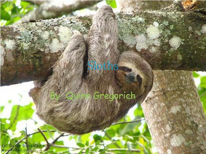 sloths