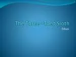 The Three –Toed Sloth - slide 1