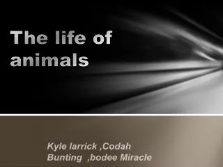 The life of animals