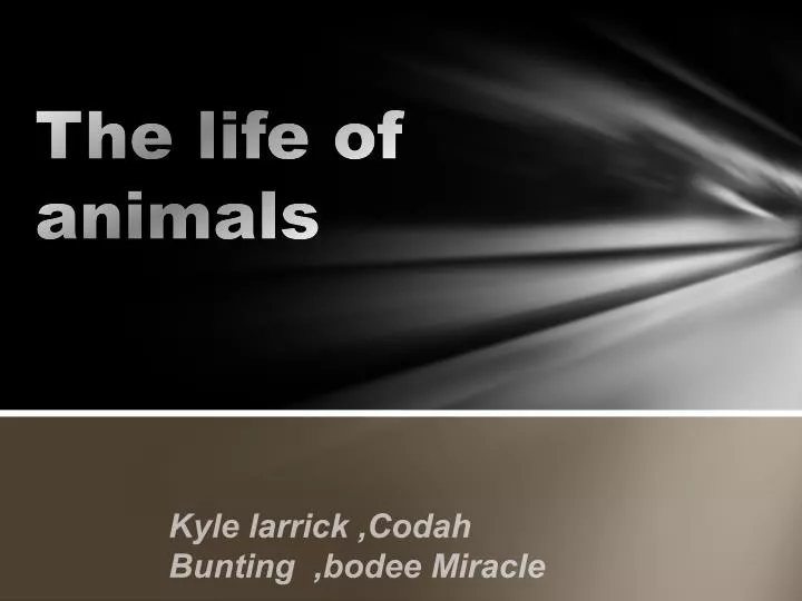the life of animals