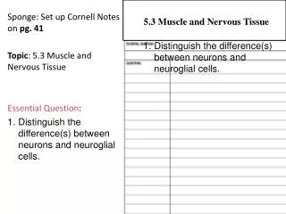 Sponge: Set up Cornell Notes on pg. 41 Topic : 5.3 Muscle and Nervous Tissue Essential Question :