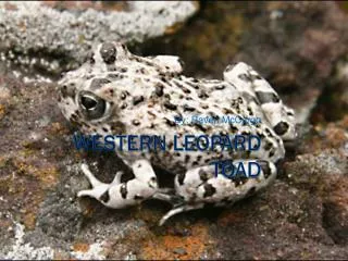Western Leopard Toad