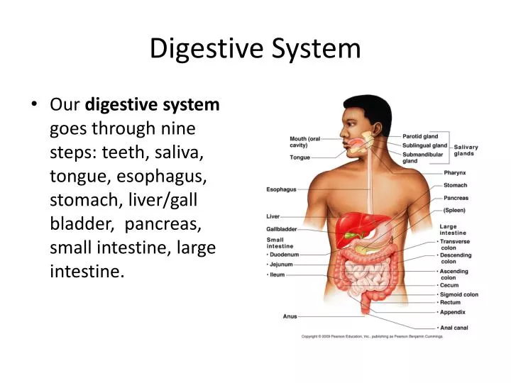 digestive system