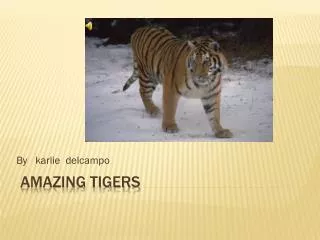 amazing tigers