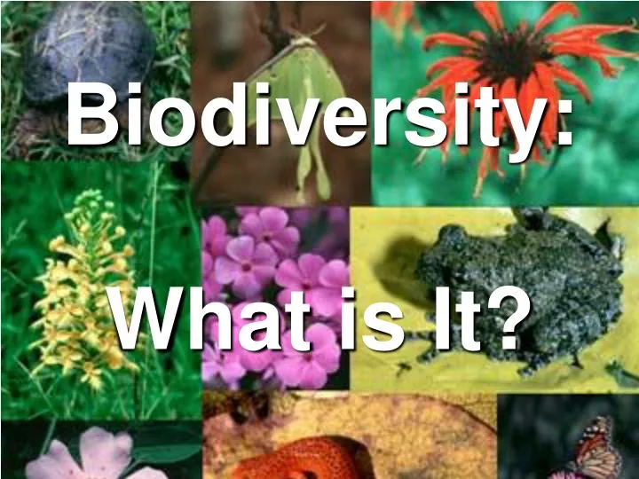 biodiversity what is it