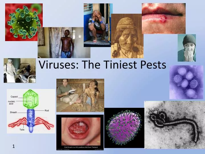 viruses the tiniest pests