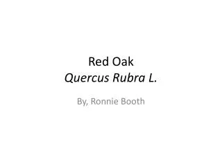 Red Oak Quercus R ubra L.