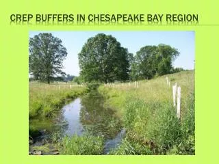 CREP BUFFERS IN Chesapeake Bay Region