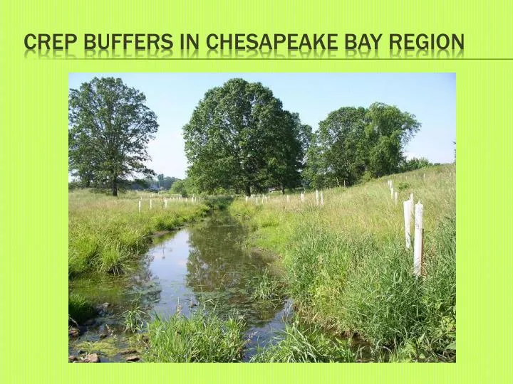 crep buffers in chesapeake bay region