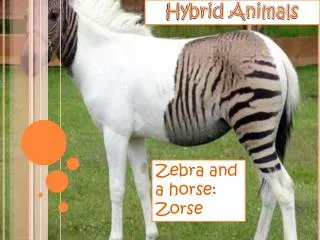 Hybrid Animals