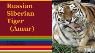 The Russian Siberian Tiger (Amur)