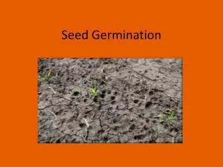 Seed Germination