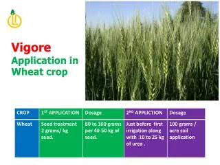 Vigore Application in Wheat crop