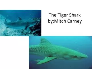 The Tiger Shark by:Mitch Carney