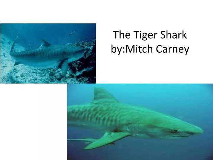 the tiger shark by mitch carney