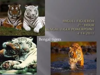 Miguel Figueroa 2 nd hour Bengal tiger PowerPoint 4-14-2011