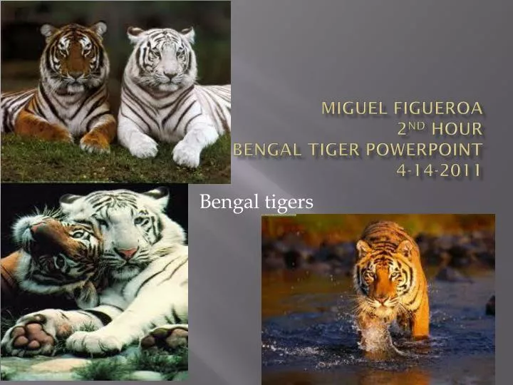 miguel figueroa 2 nd hour bengal tiger powerpoint 4 14 2011
