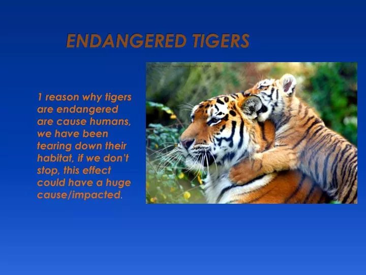 endangered tigers