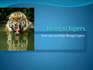 Bengal tigers