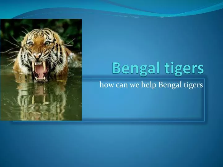 PPT - Bengal tigers PowerPoint Presentation, free download - ID:2491286