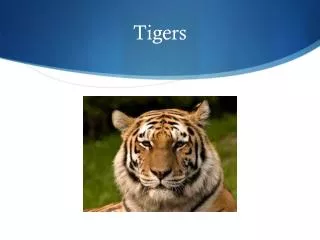 tigers