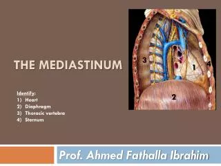 THE mediastinum