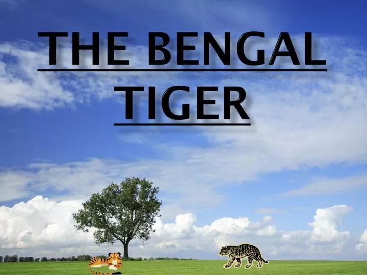 the bengal tiger