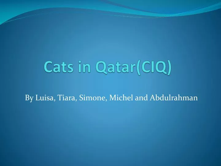 cats in qatar ciq