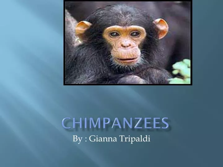 c himpanzees