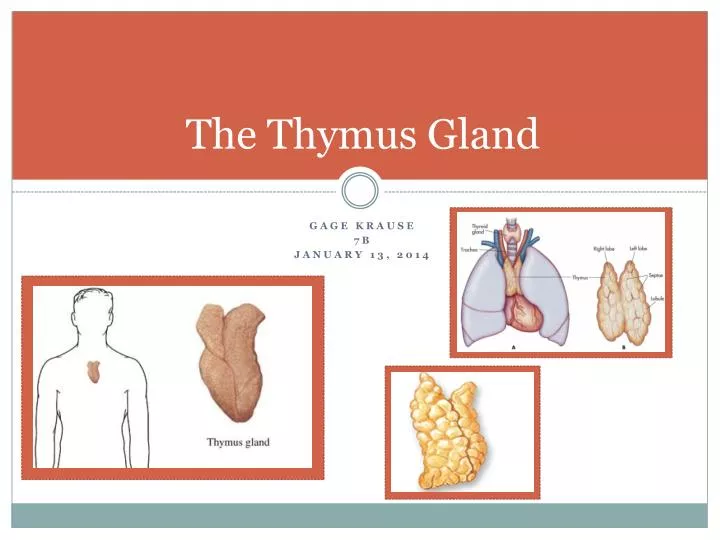 the thymus gland