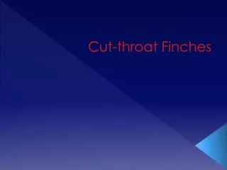 cut throat finches