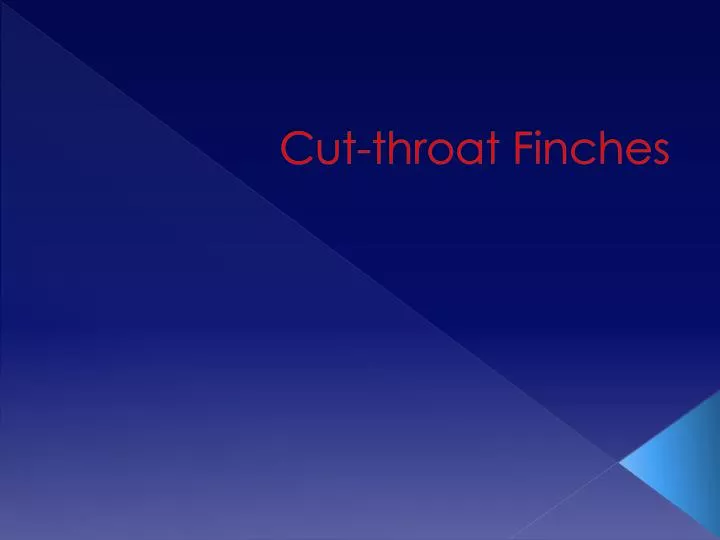 cut throat finches