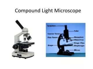 compound light microscope