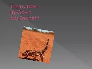 Thorny Devil By Gavin M rs.Zoanetti