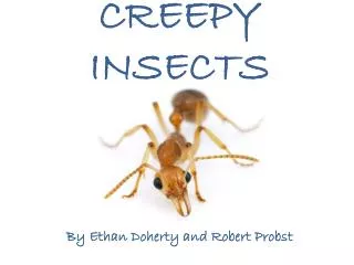 CREEPY INSECTS