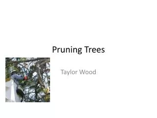 Pruning Trees