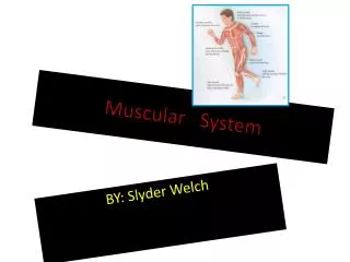 Muscular System