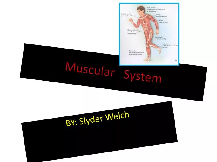 muscular system