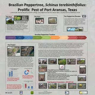 Brazilian Peppertree, Schinus terebinthifolius : Prolific Pest of Port Aransas, Texas