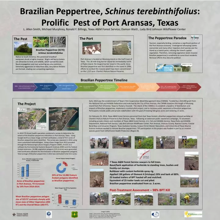 brazilian peppertree schinus terebinthifolius prolific pest of port aransas texas