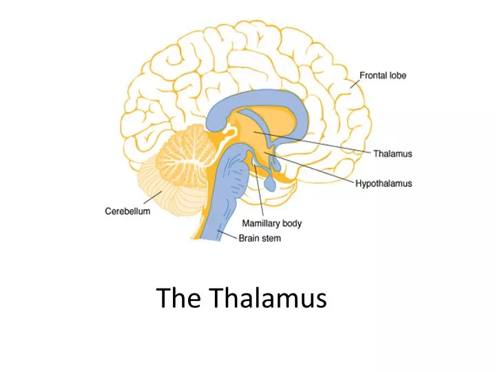 the thalamus