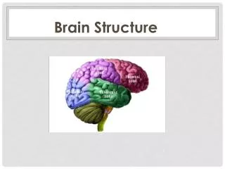 Brain Structure