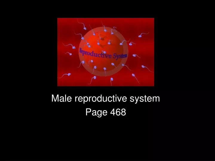 male reproductive system page 468