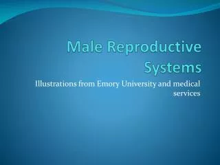 Male Reproductive Systems