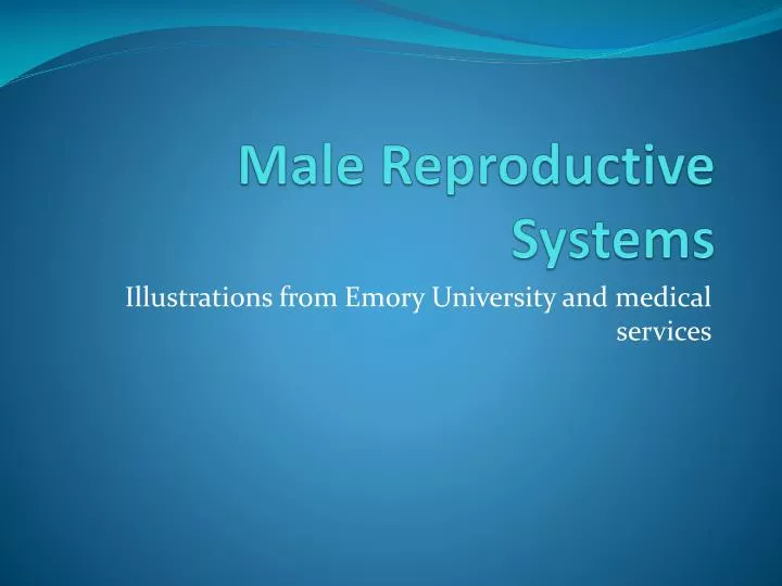 male reproductive systems