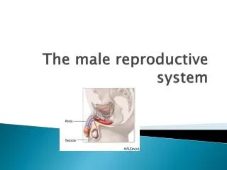 The male reproductive system