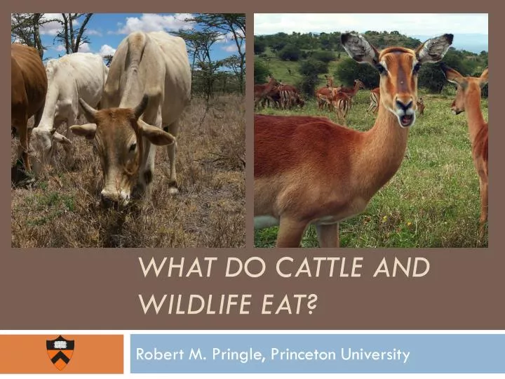 what do cattle and wildlife eat